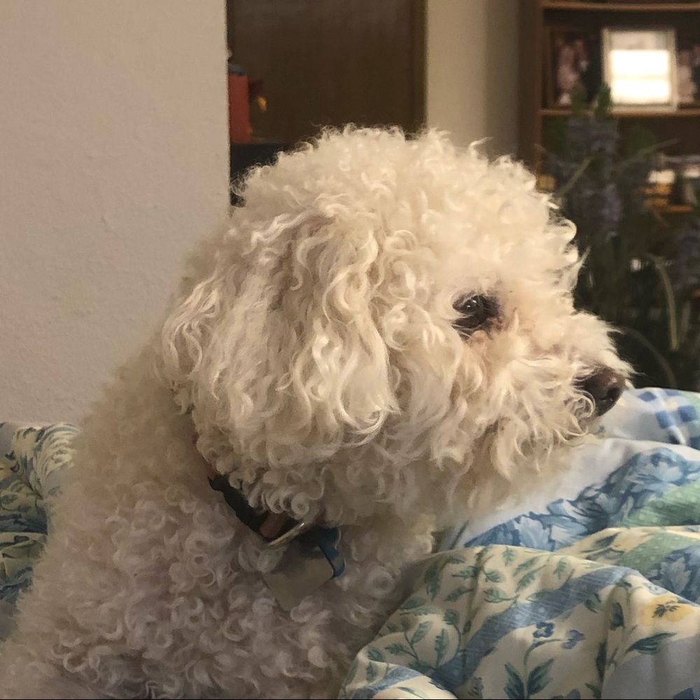 Meet your Posher, Elizabeth